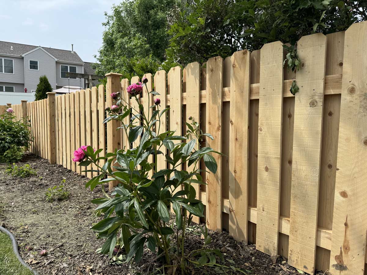Newly installed light wooden picket fence in a sunny residential backyard, with vibrant pink peony flowers in the foreground garden bed, green foliage, and a house visible in the background.